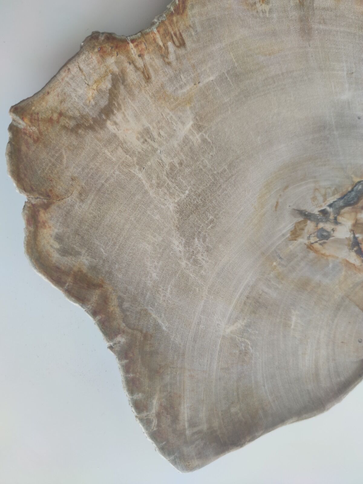 Large empty pocket or flat petrified wood - 30cm