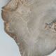 Large empty pocket or flat petrified wood - 30cm