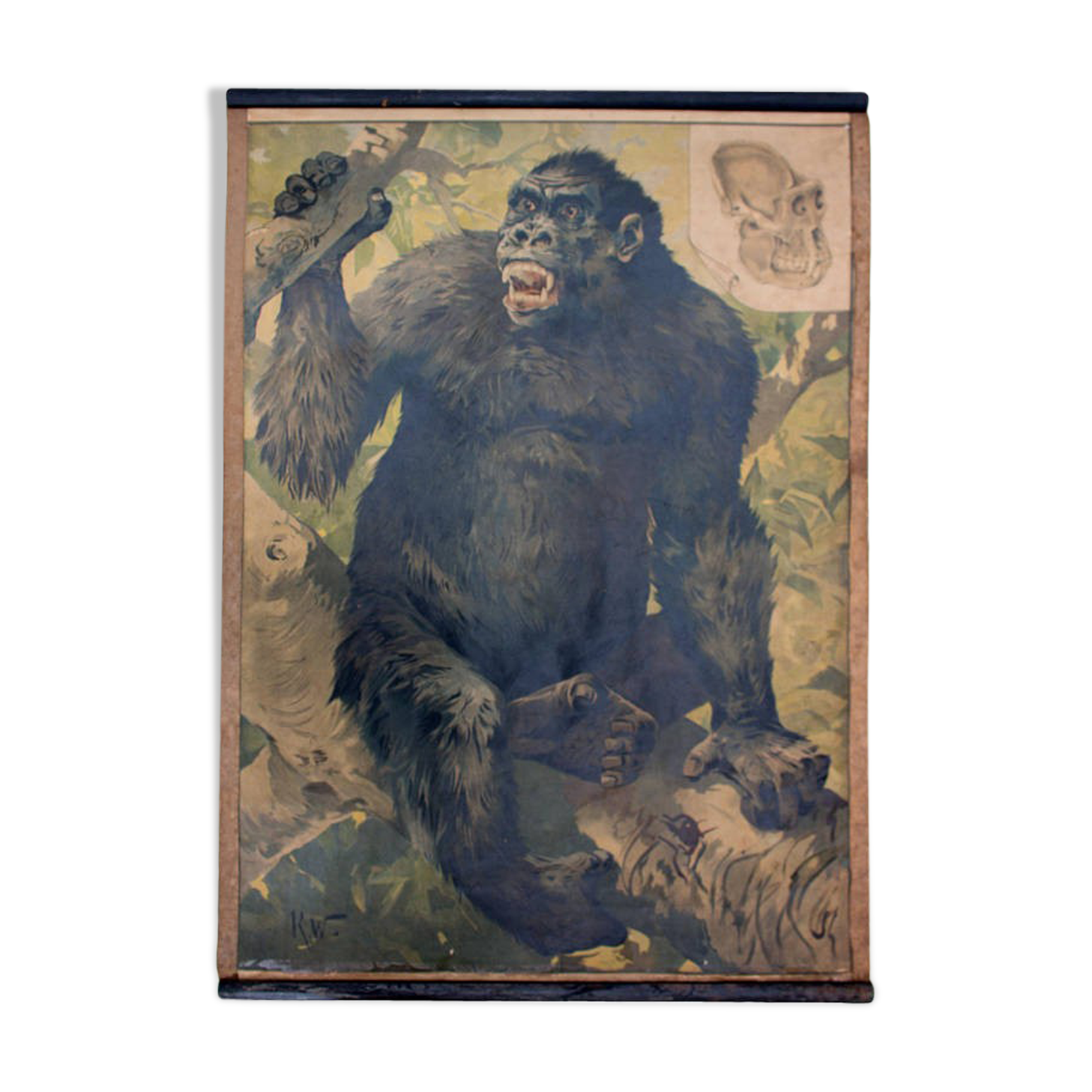 Poster "Gorilla" educational grid 1891