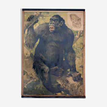 Poster "Gorilla" educational grid 1891