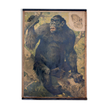 Poster "Gorilla" educational grid 1891