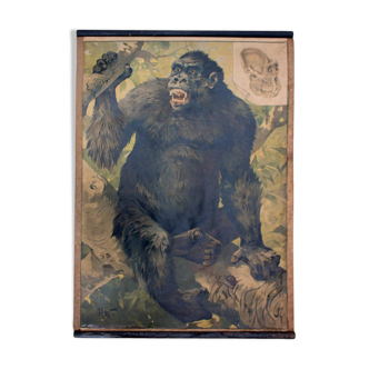 Affiche "Gorille" grille éducatif 1891