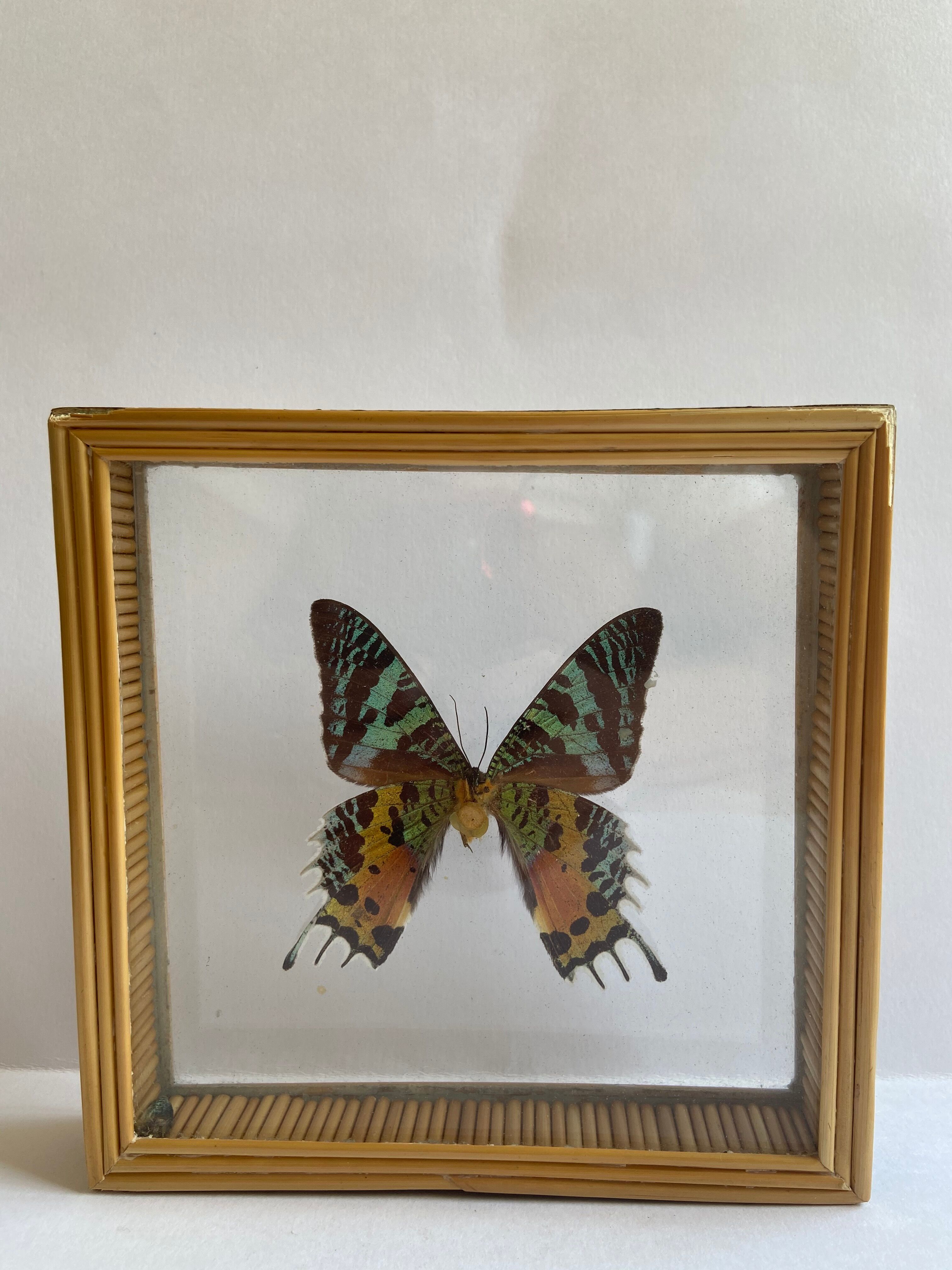 Naturalized framed butterfly