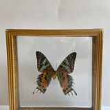 Naturalized framed butterfly