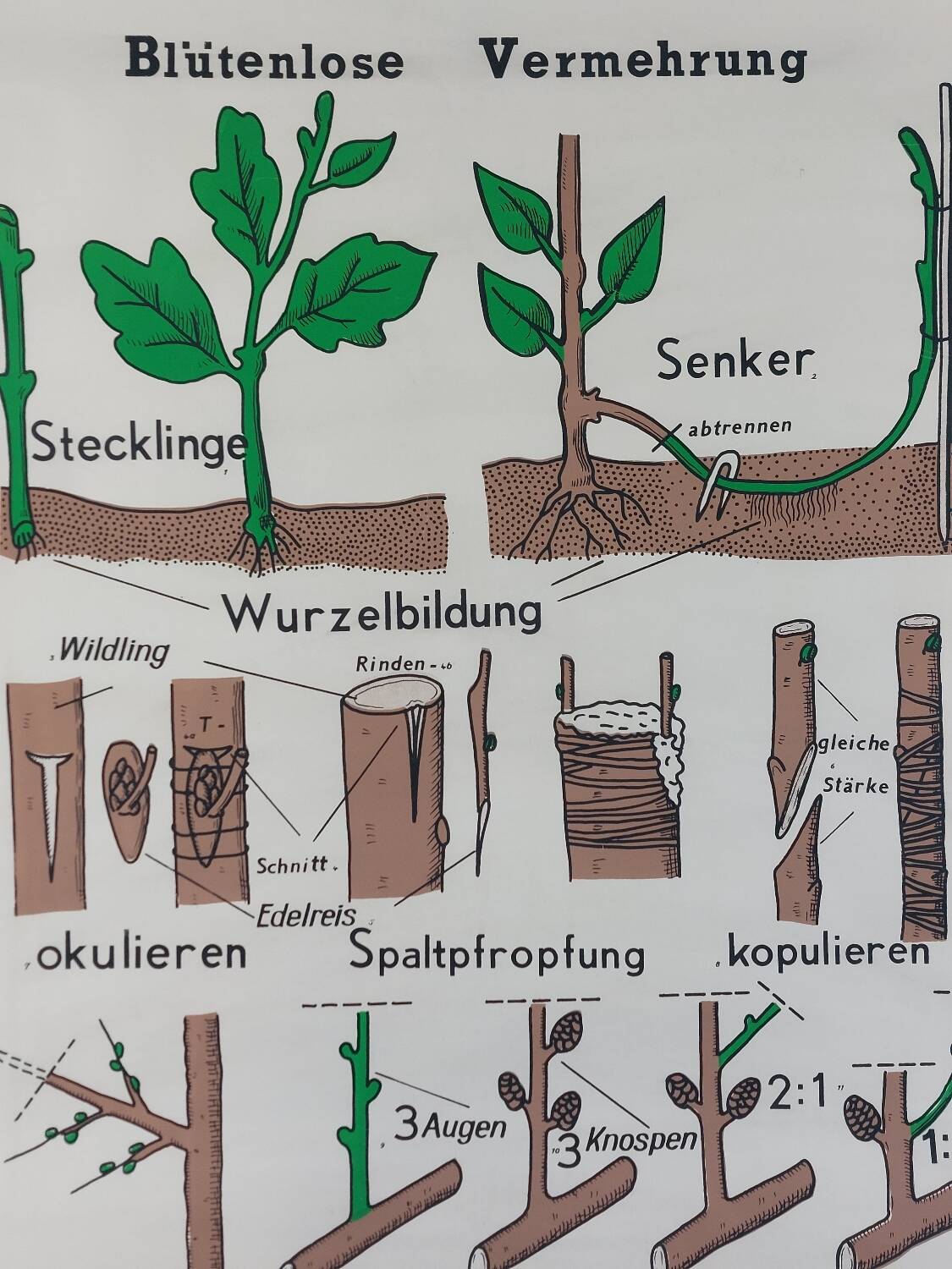 Vintage educational wall hanging roll chart biology plants