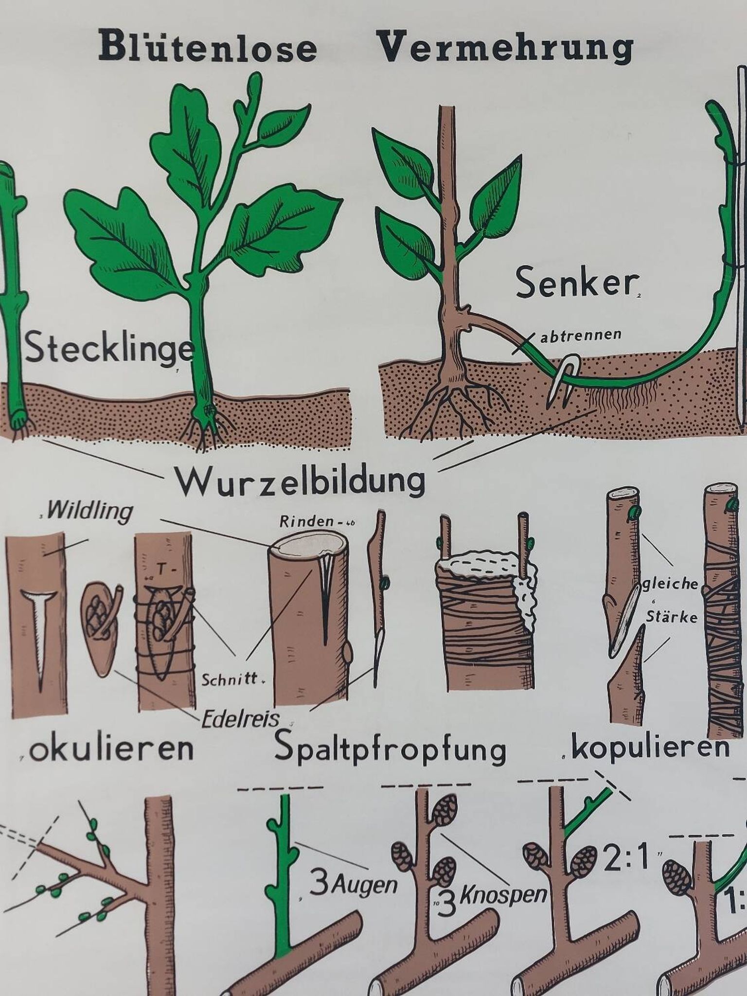 Vintage educational wall hanging roll chart biology plants