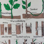 Vintage educational wall hanging roll chart biology plants