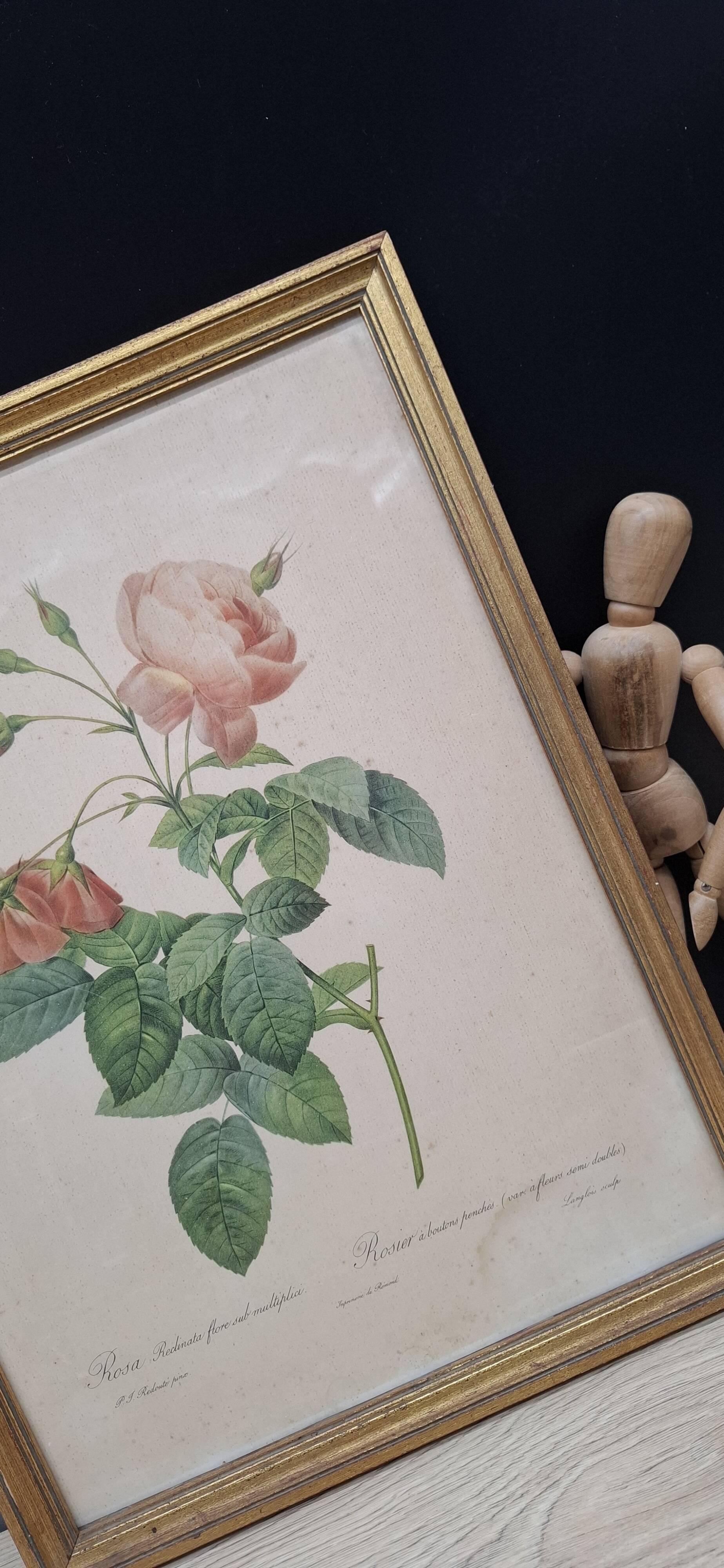 Botanical lithograph Rosebush with drooping buds PJ Redouté