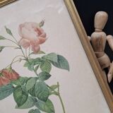 Botanical lithograph Rosebush with drooping buds PJ Redouté