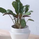 White stoneware Planter