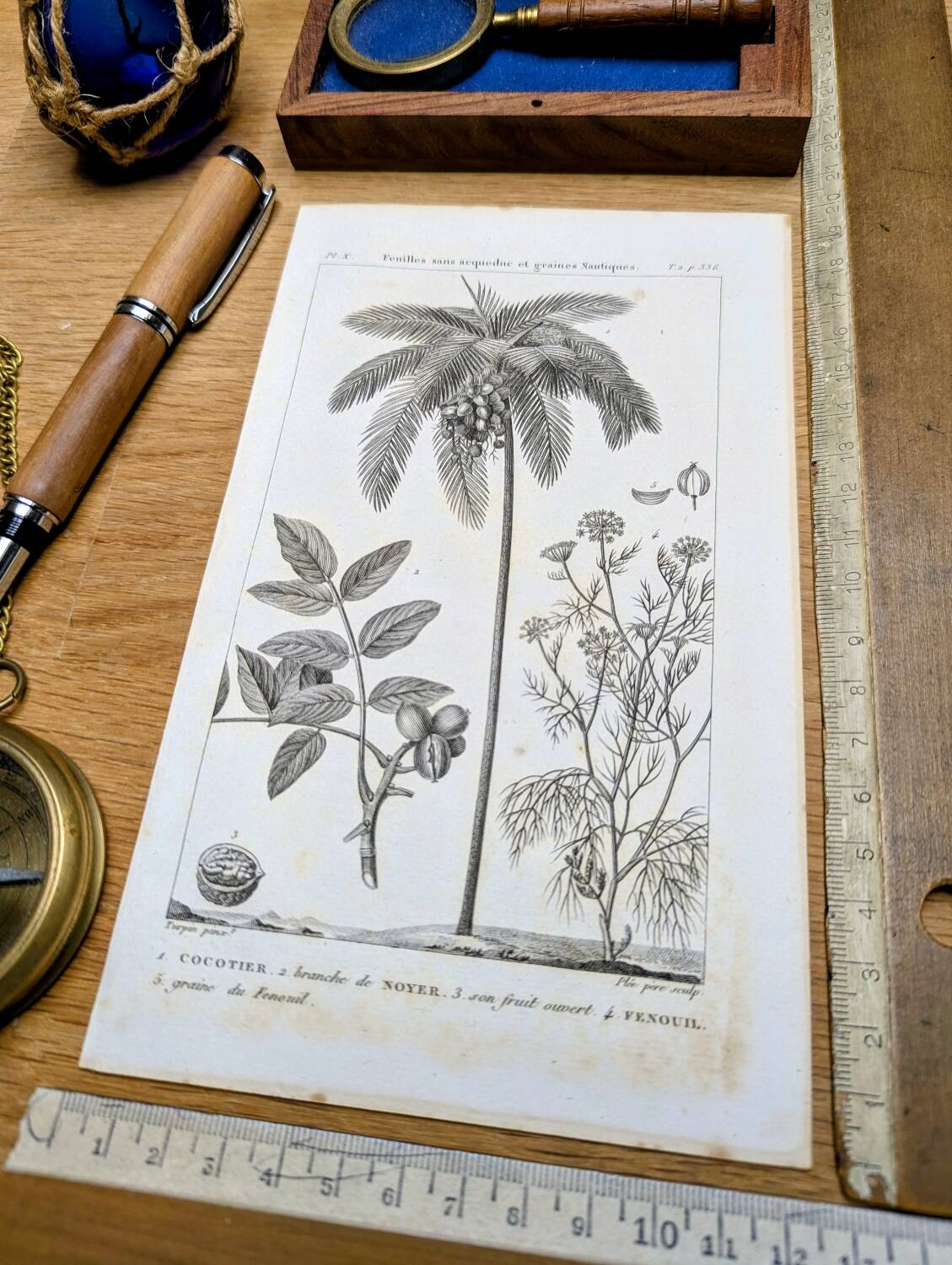 Printed in 1818, coconut tree, walnut and fennel. By Saint-Pierre.