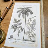 Printed in 1818, coconut tree, walnut and fennel. By Saint-Pierre.