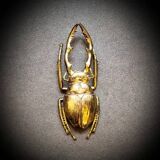 Bronze beetle