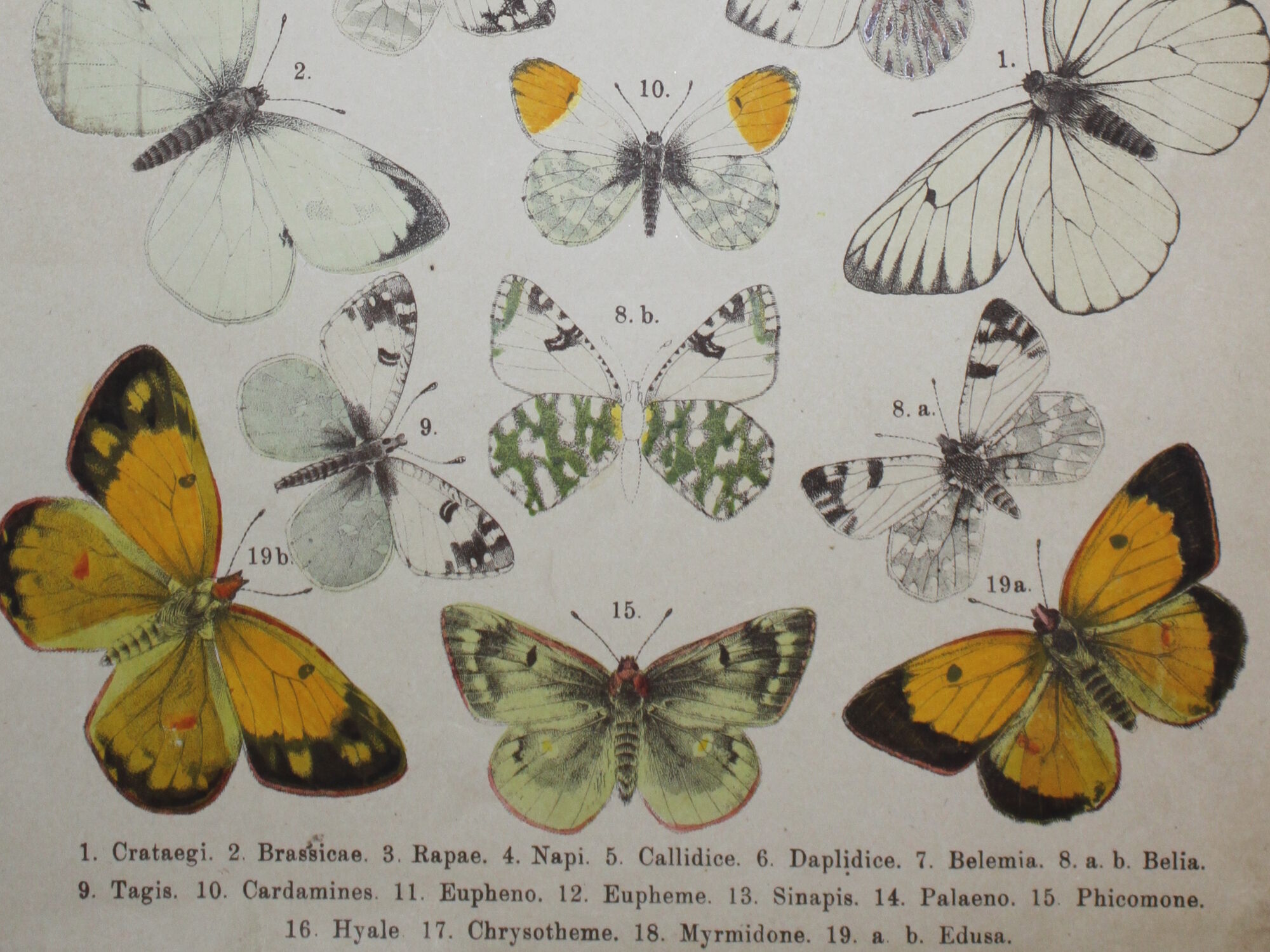 Crataegi butterflies, illustration from 1887 antique print, lepidoptere original insect plate