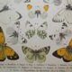 Crataegi butterflies, illustration from 1887 antique print, lepidoptere original insect plate