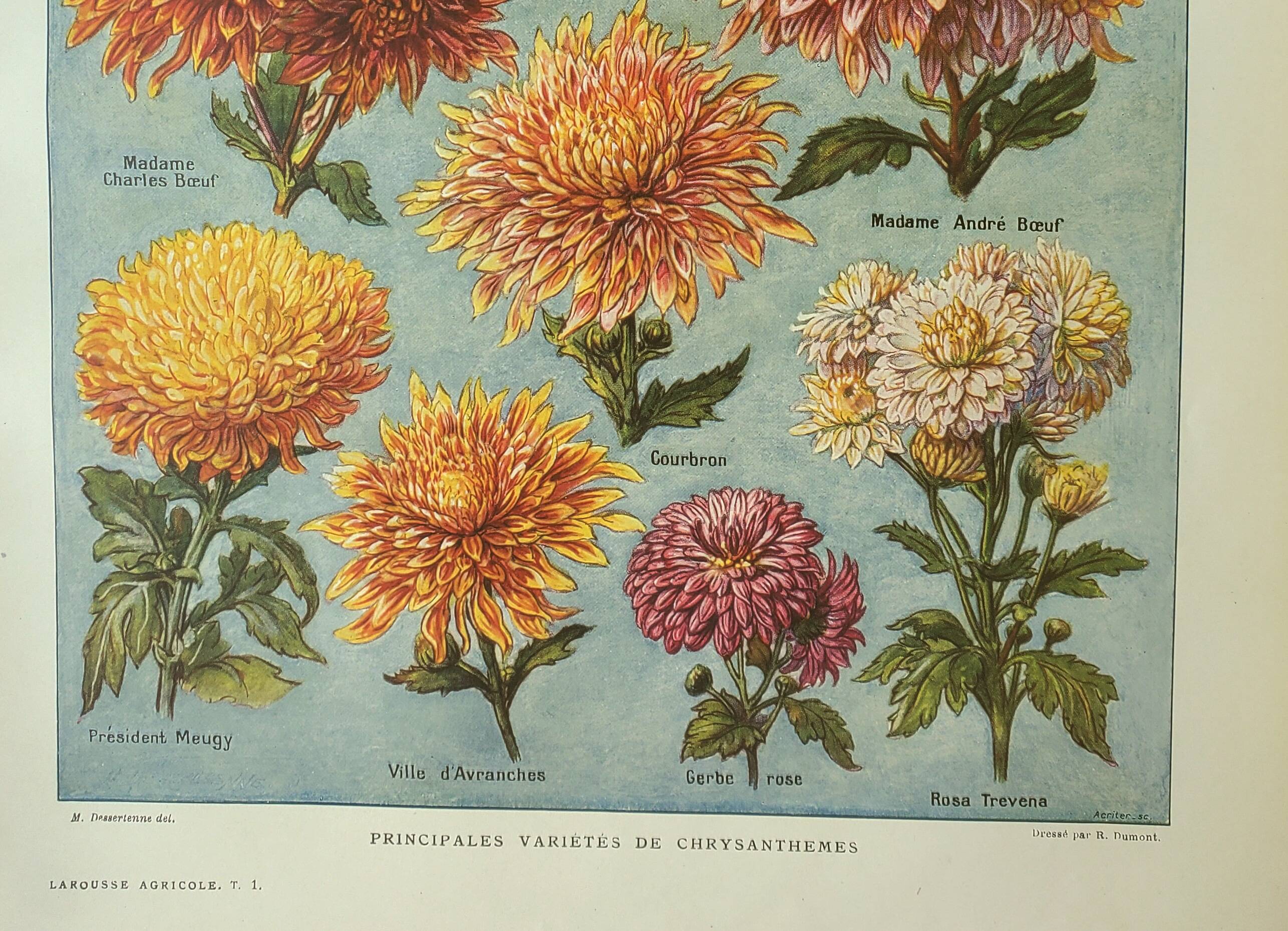 Old engraving 1922, Chrysanthemums, varieties, botany, flowers • Lithograph, Original plate