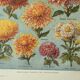 Old engraving 1922, Chrysanthemums, varieties, botany, flowers • Lithograph, Original plate