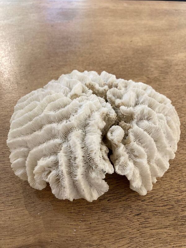 Corail blanc 15cm