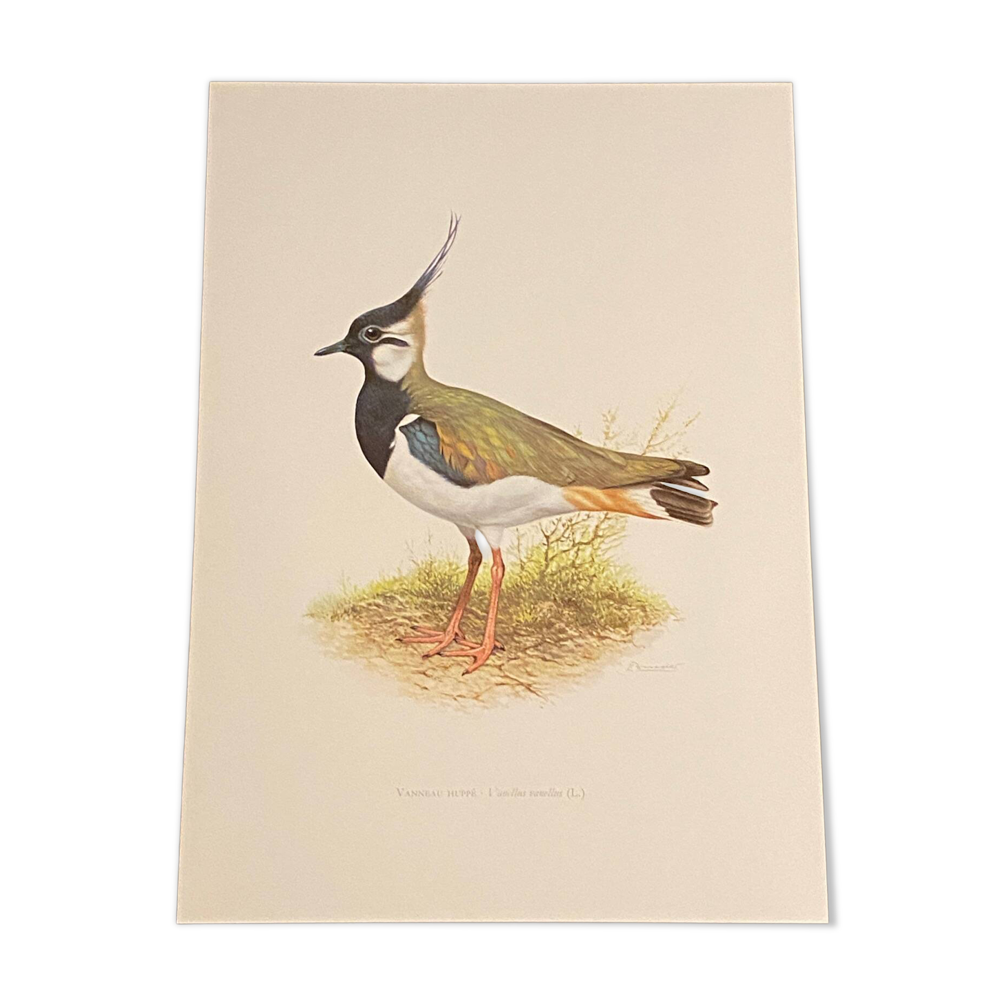 Plate / Old ornithological illustration – Crested lapwing (bird)