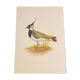 Plate / Old ornithological illustration – Crested lapwing (bird)