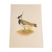 Plate / Old ornithological illustration – Crested lapwing (bird)