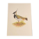 Plate / Old ornithological illustration – Crested lapwing (bird)