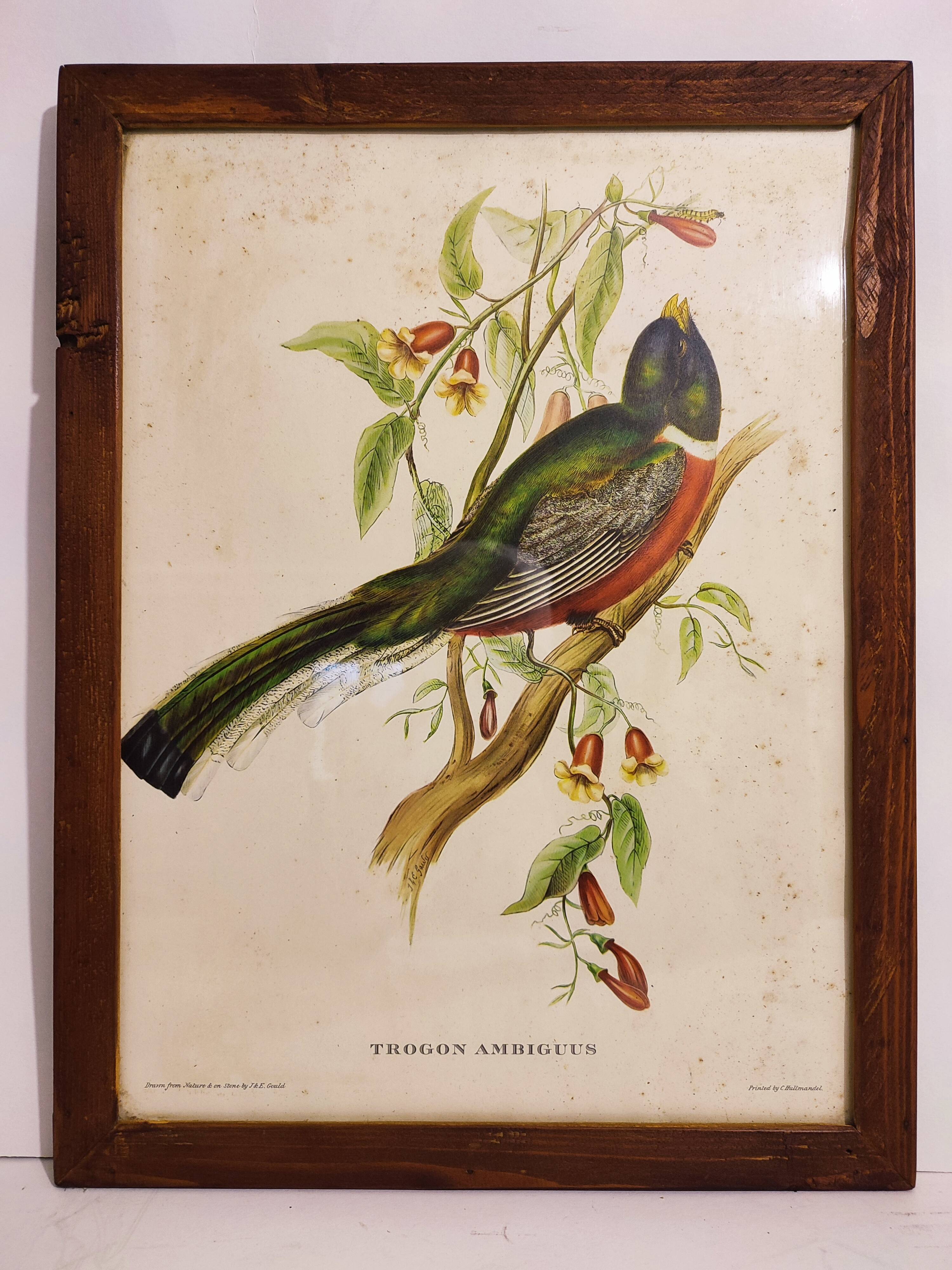 Gould lithograph enhanced hand Trogon ambiguus