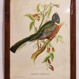 Gould lithograph enhanced hand Trogon ambiguus
