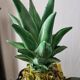 Vintage slipware fruit bowl