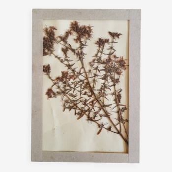 Herbarium plate 1981