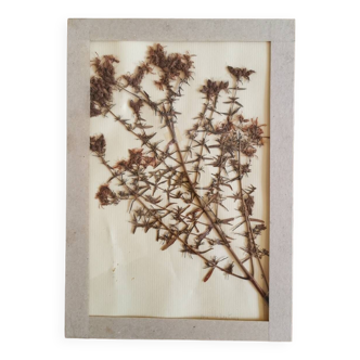 Herbarium plate 1981