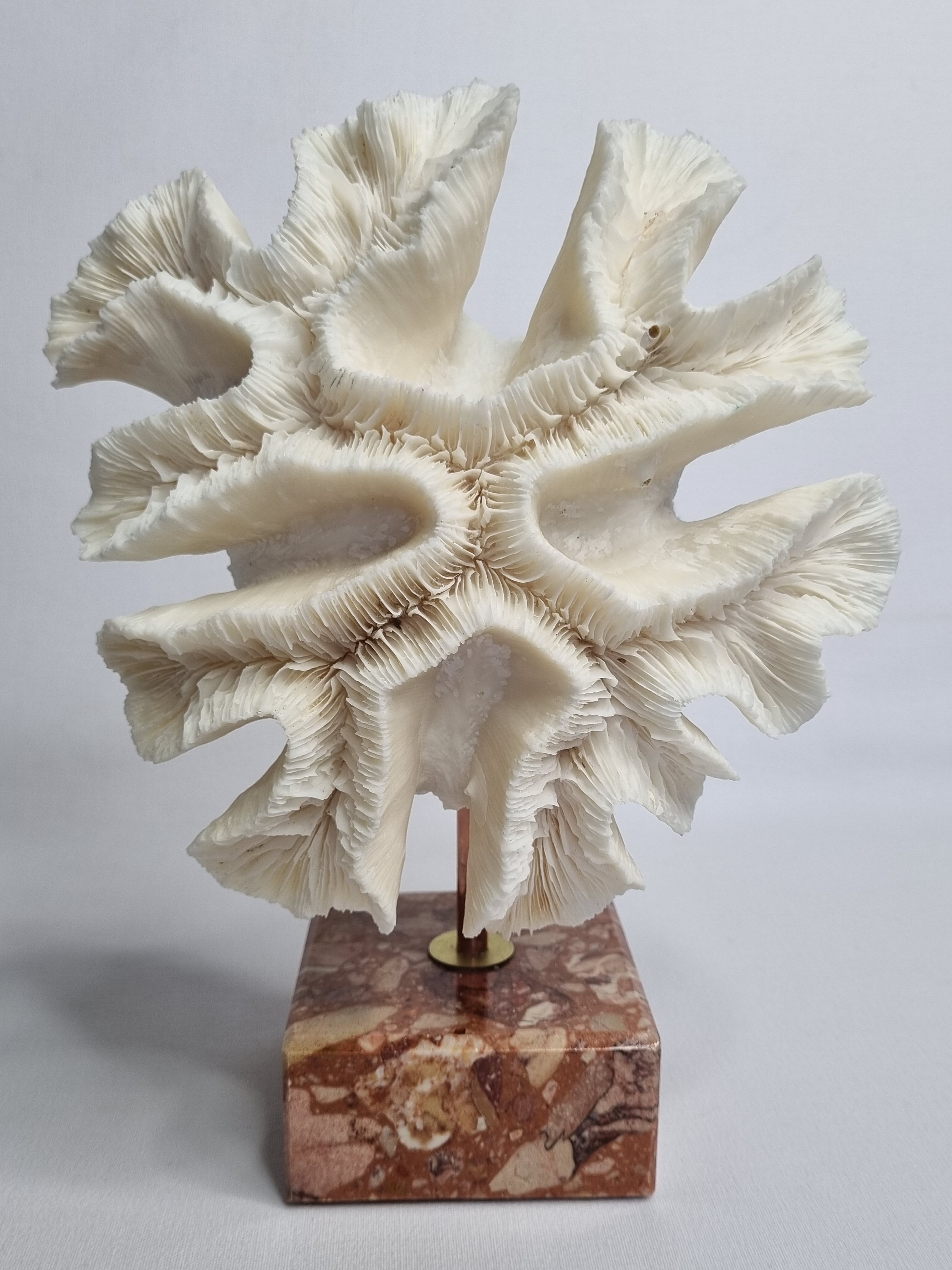 Old white coral "méandrine" on marble base, 25 cm