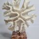 Old white coral "méandrine" on marble base, 25 cm