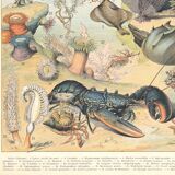 Lithograph plate the ocean its fauna and flora 1900