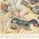 Lithograph plate the ocean its fauna and flora 1900