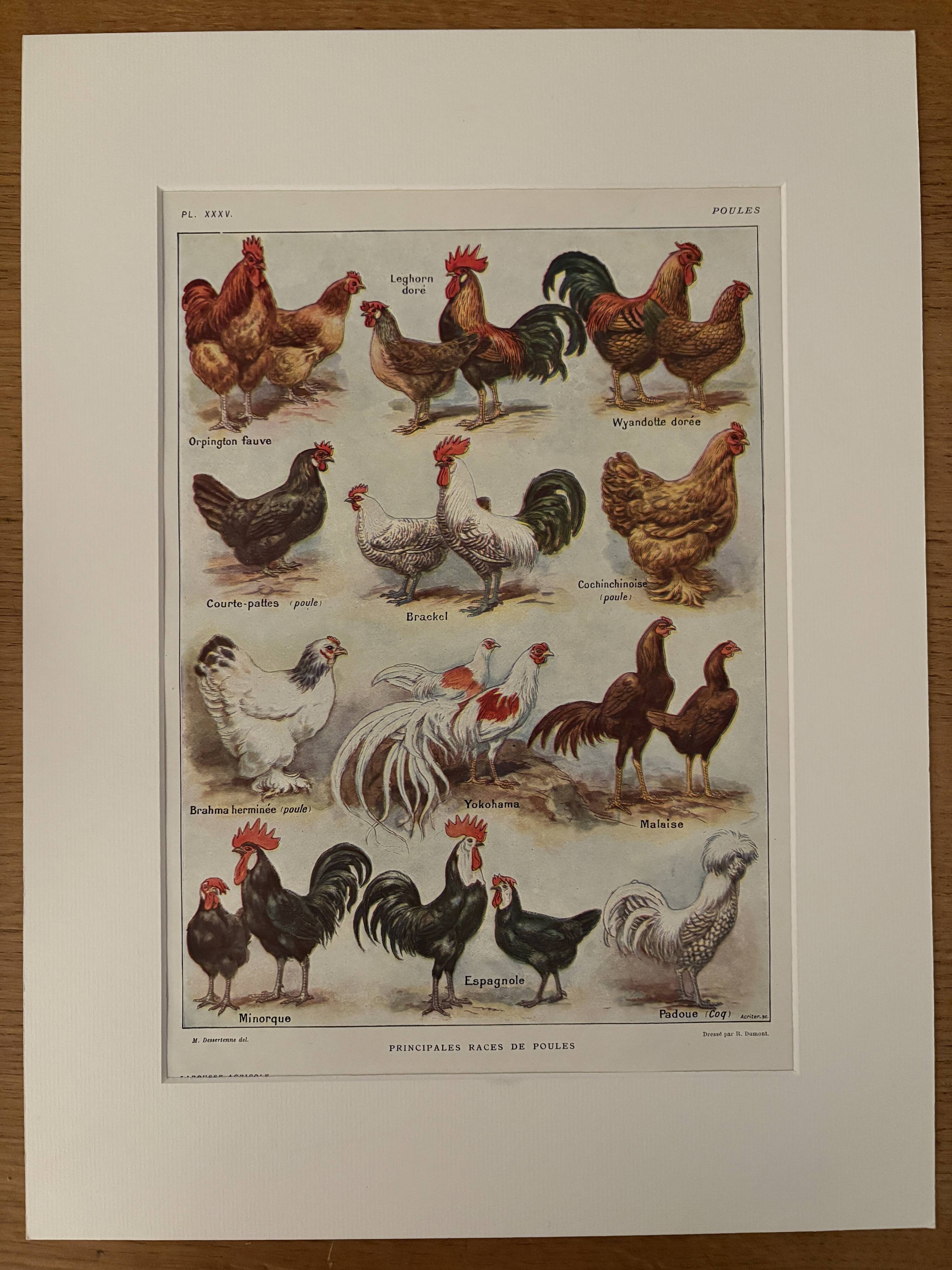 Antique illustrated plate depicting hens - 1920