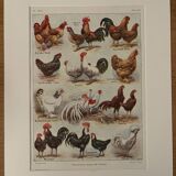 Antique illustrated plate depicting hens - 1920
