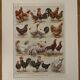 Antique illustrated plate depicting hens - 1920