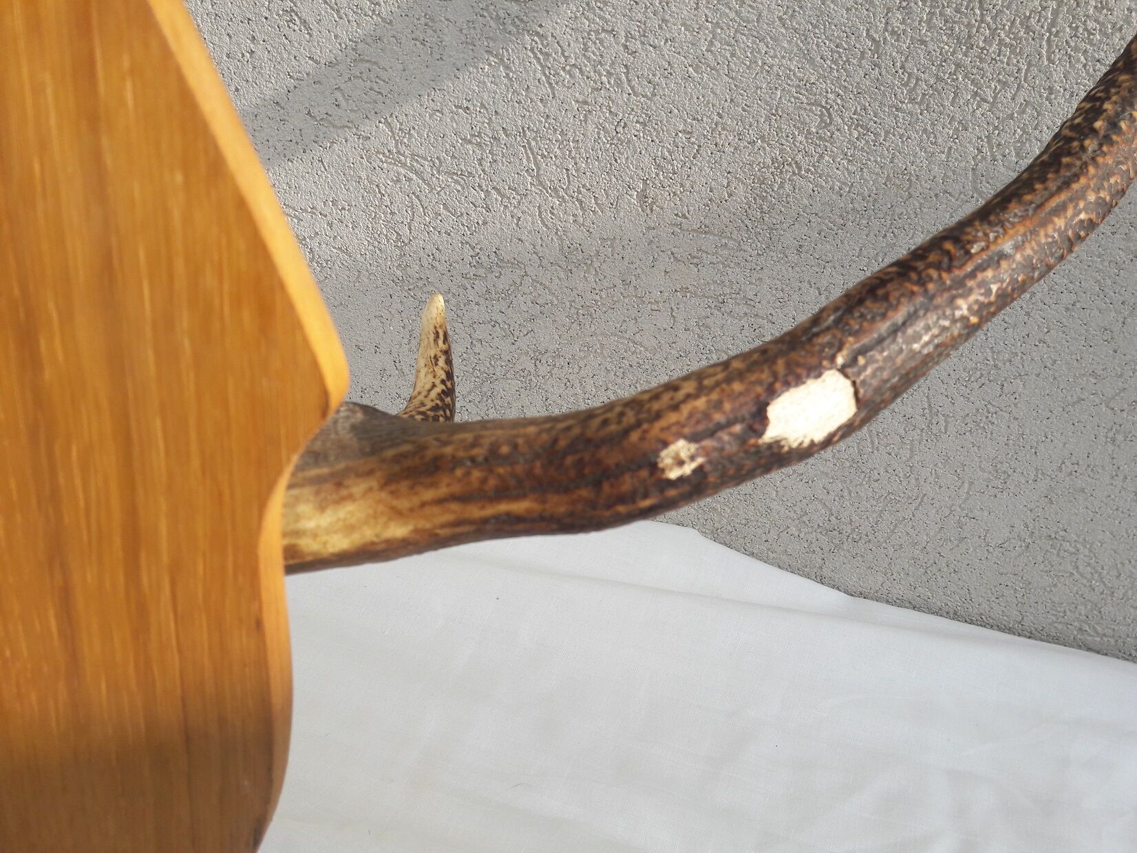 Deer antler Trophy