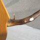 Deer antler Trophy