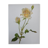 Planche botanique de rose - vintage original de 1968 -  joanna hill🌹