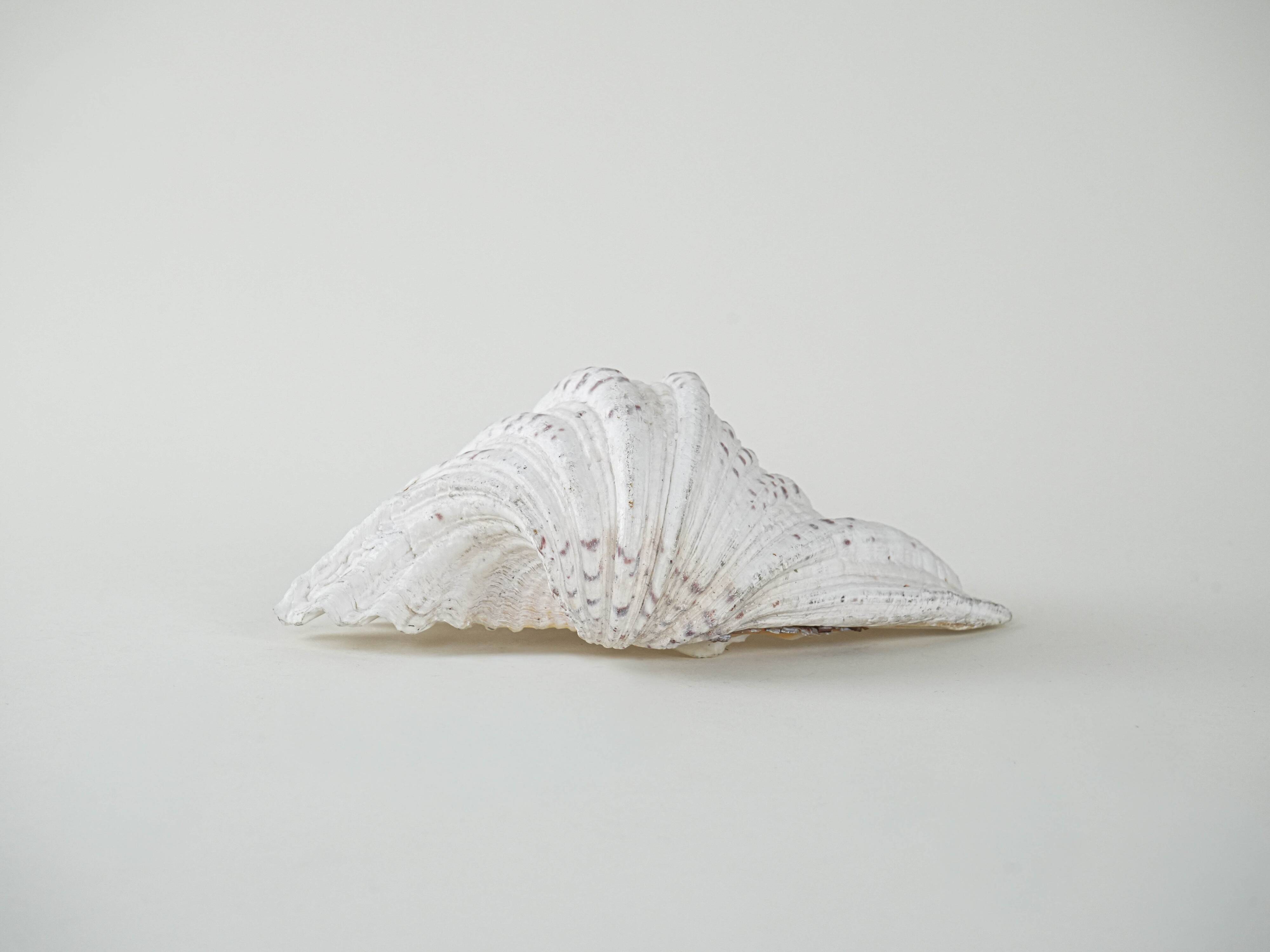 Decorative Triton seashell, boho style, 1980s