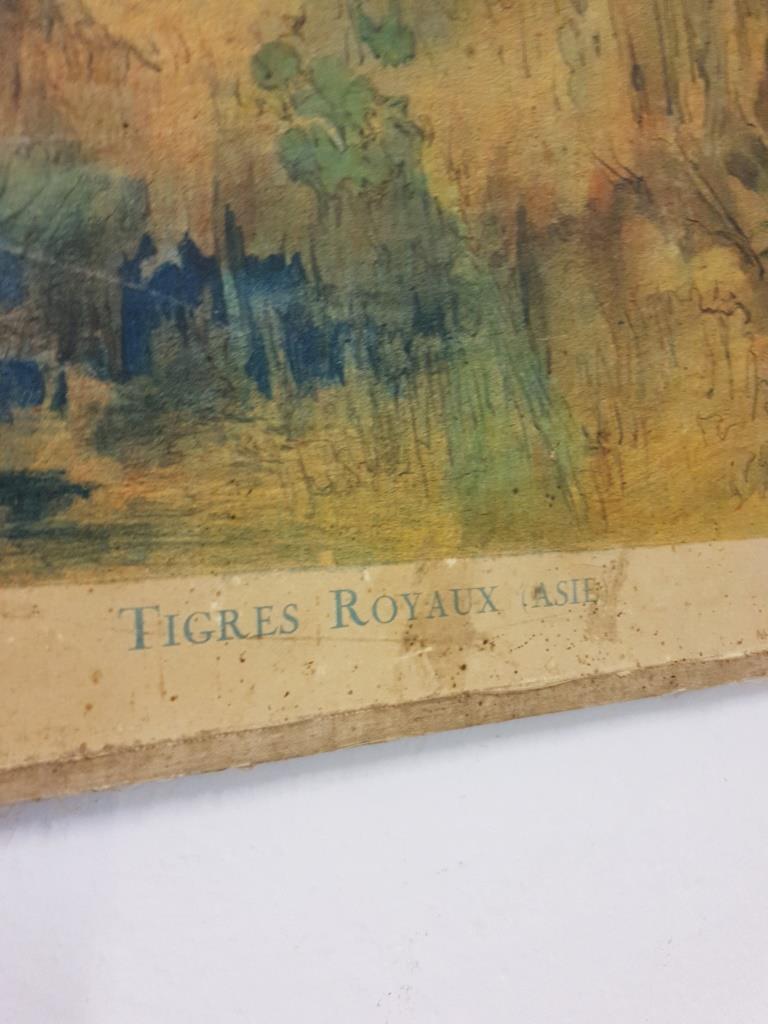 School Poster - The Royal Tigers