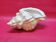 Empty cup vintage pocket shell shape conch conch shell iridescent white