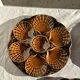 Set of 12 oyster or shell plates in glazed brown ceramic D
