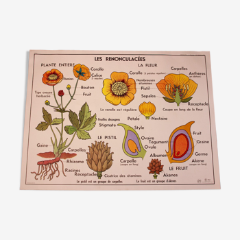 Botanical poster recto-verso