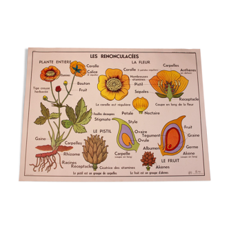 Botanical poster recto-verso