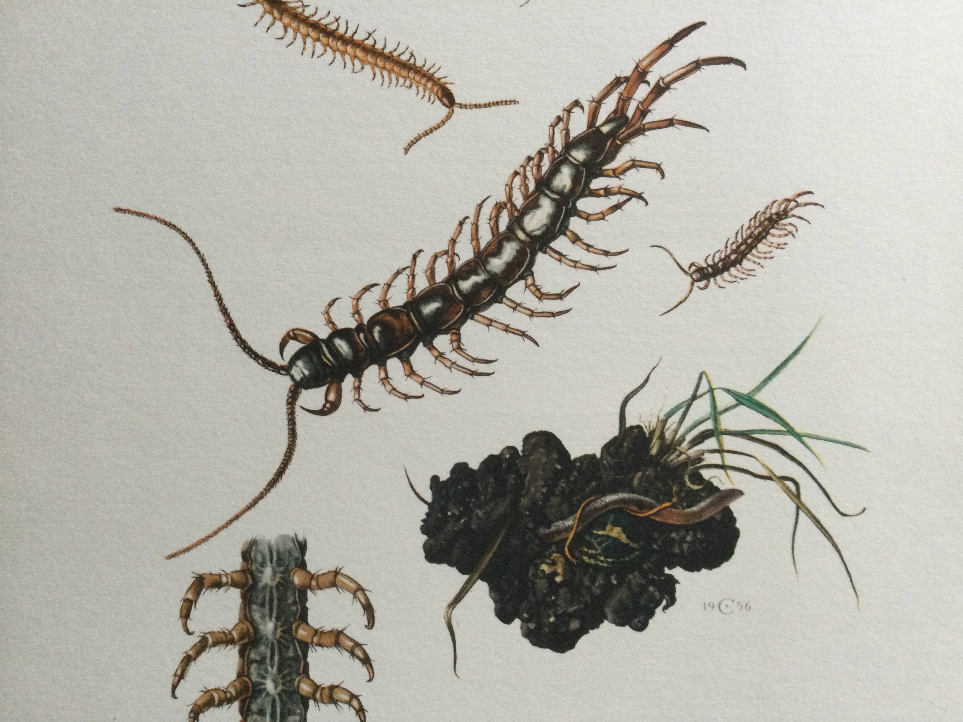 Old illustration "insects", 1960s