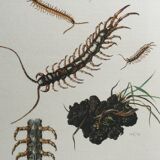 Illustration ancienne "insectes", années 60