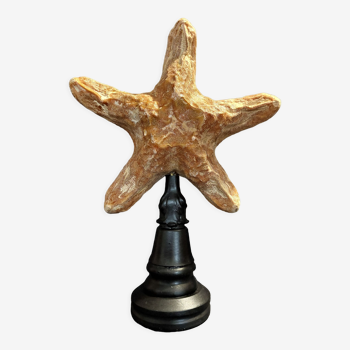 Cabinet of Curiosities starfish oreasteridae sp. on pedestal